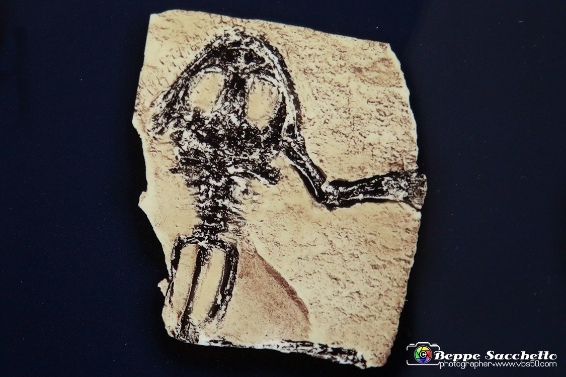 VBS_9077 - Museo Paleontologico - Asti.jpg